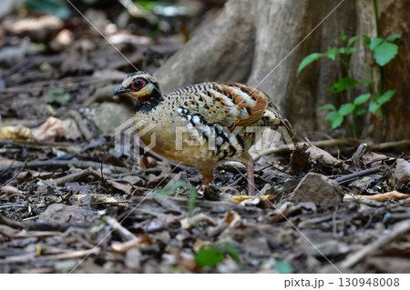 タイなど、東南アジアの熱帯雨林で見られる眼鏡のような顔つきをしたウズラの仲間チャムネミヤマテッケイ タイなど、東南アジアの熱帯雨林で見られる眼鏡のような顔つきをしたウズラの仲間チャムネミヤマテッケイ 130948008