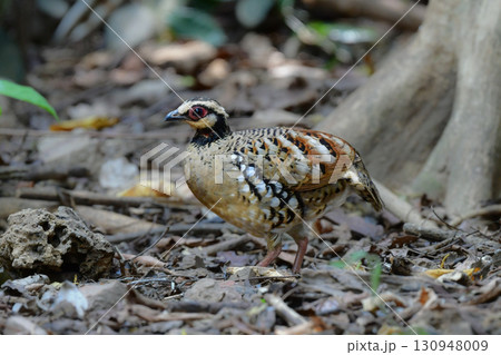 タイなど、東南アジアの熱帯雨林で見られる眼鏡のような顔つきをしたウズラの仲間チャムネミヤマテッケイ 130948009