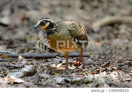 タイなど、東南アジアの熱帯雨林で見られる眼鏡のような顔つきをしたウズラの仲間チャムネミヤマテッケイ 130948010