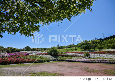 大乗寺丘陵公園のツツジ 大乗寺丘陵公園のツツジ 130948138