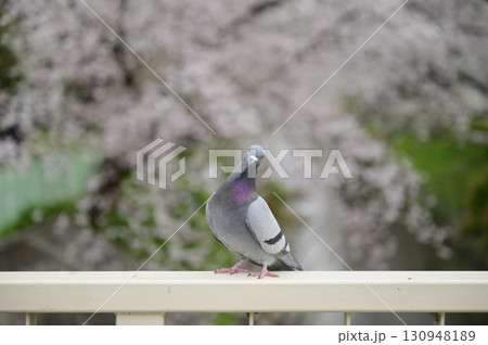 鳩がいる春の公園の風景 鳩がいる春の公園の風景 130948189
