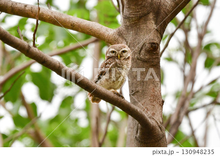 タイなど、東南アジアの公園や森林で見られる水玉模様をした小さなフクロウの仲間、インドコキンメフクロウ タイなど、東南アジアの公園や森林で見られる水玉模様をした小さなフクロウの仲間、インドコキンメフクロウ 130948235