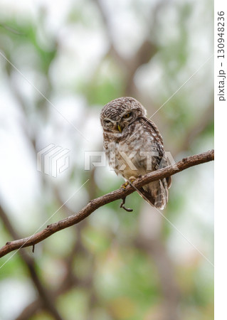 タイなど、東南アジアの公園や森林で見られる水玉模様をした小さなフクロウの仲間、インドコキンメフクロウ タイなど、東南アジアの公園や森林で見られる水玉模様をした小さなフクロウの仲間、インドコキンメフクロウ 130948236