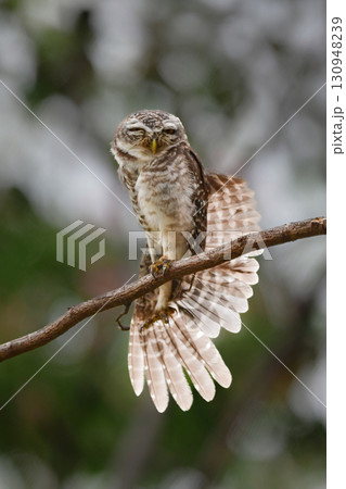 タイなど、東南アジアの公園や森林で見られる水玉模様をした小さなフクロウの仲間、インドコキンメフクロウ 130948239