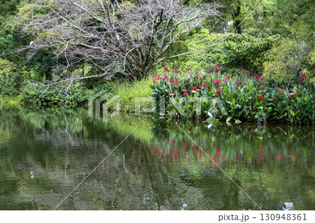 梅雨の晴れ間に輝く紫陽花 梅雨の晴れ間に輝く紫陽花 130948361