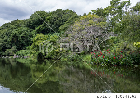 梅雨の晴れ間に輝く紫陽花 130948363