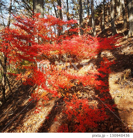 新倉山 登山 秋 紅葉 新倉山 登山 秋 紅葉 130948436