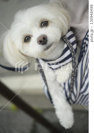抱っこされる白い犬 抱っこされる白い犬 130948499