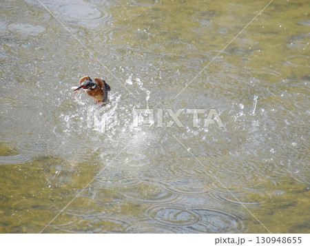 Kingfisher catching / 清流で小魚を捕獲したカワセミの成鳥 (超望遠ズーム撮影) 130948655