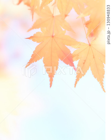 水彩調の柔らかいソフトな色づいた楓の紅葉アップ 水彩調の柔らかいソフトな色づいた楓の紅葉アップ 130948833