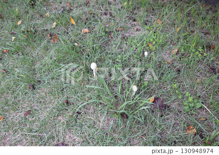公園に生えていたキノコ 130948974