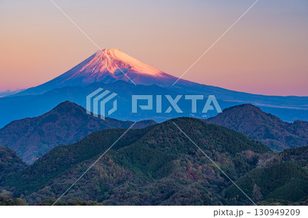 【静岡県】伊豆の国・葛城山から富士山　モルゲンロート 130949209