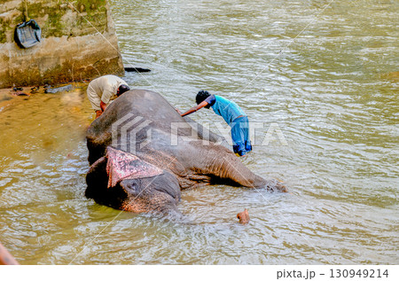 Bathing an Elephant at the Dubare Elephant Camp in Kushalnagar, Madikeri, Karnataka, India Bathing an Elephant at the Dubare Elephant Camp in Kushalnagar, Madikeri, Karnataka, India 130949214