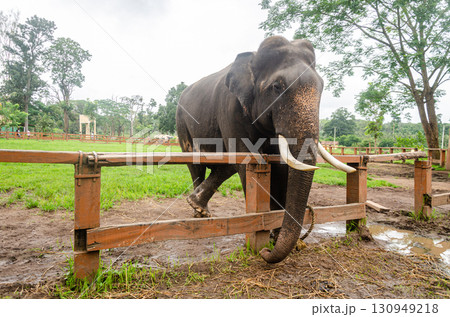 A Tusker at the Dubare Elephant Camp in Kushalnagar, Madikeri, Karnataka, India 130949218