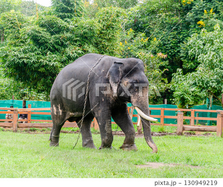 A Tusker at the Dubare Elephant Camp in Kushalnagar, Madikeri, Karnataka, India 130949219