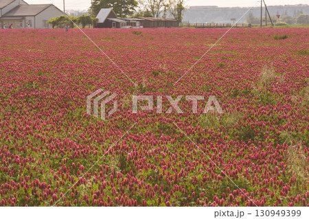 クリムゾンクローバが咲く河北潟干拓地 130949399
