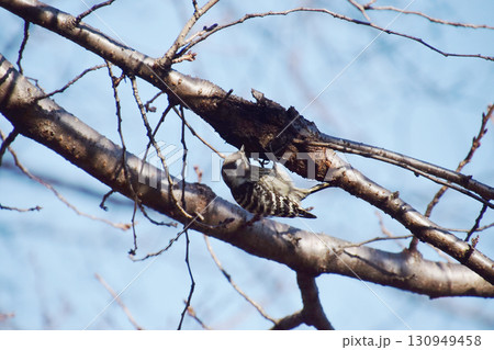 Japanese pygmy woodpecker / 春の日に桜の古木で餌をつつくキツツキのコゲラ 130949458
