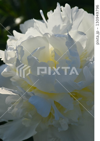 シャクヤクの花 シャクヤクの花 130949796