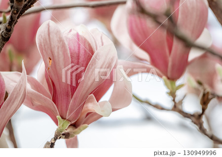 Magnolia Sulanjana flowers with petals in the spring season. beautiful pink magnolia flowers in spring, selective focusing. Magnolia Sulanjana flowers with petals in the spring season. beautiful pink magnolia flowers in spring, selective focusing. 130949996