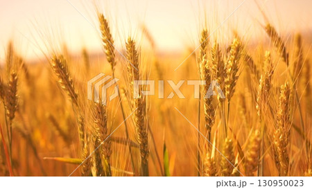 A field of golden wheat with a bright sun in the background 130950023