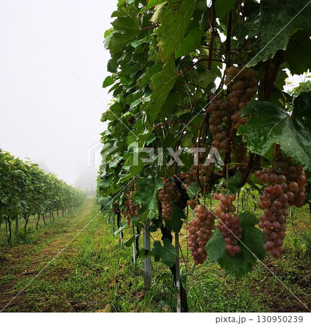 ぶどう　果物　ワイン用ぶどう 130950239