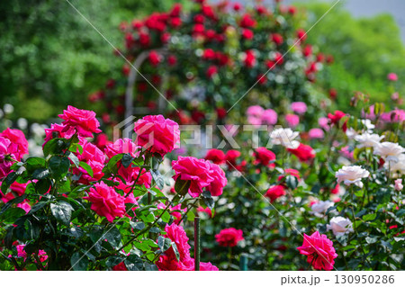 バラが見頃な金沢のバラ園 130950286