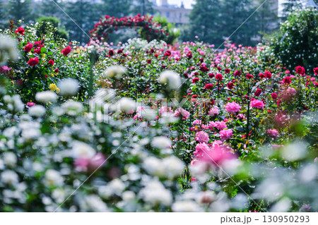 バラが見頃な金沢のバラ園 バラが見頃な金沢のバラ園 130950293