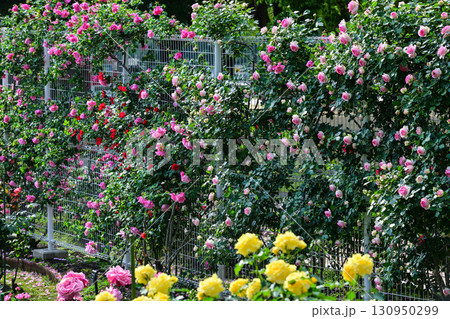 バラが見頃な金沢のバラ園 130950299