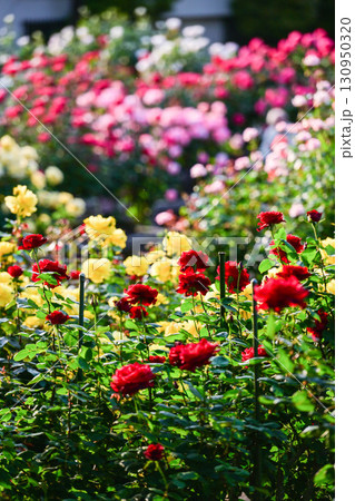 バラが見頃な金沢のバラ園 130950320