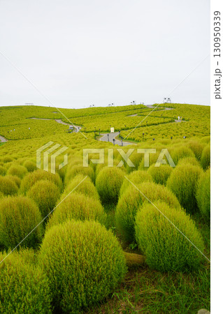 緑色のコキア　みはらしの丘 130950339