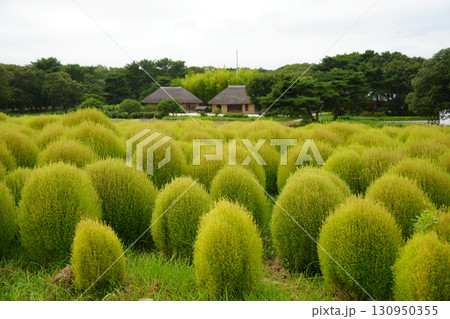緑色のコキア みはらしの丘 緑色のコキア みはらしの丘 130950355
