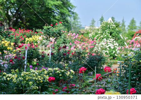 バラが見頃な金沢のバラ園 バラが見頃な金沢のバラ園 130950371