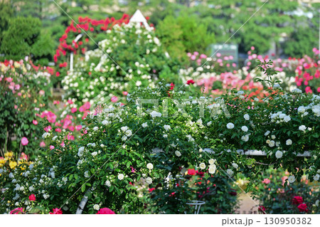 バラが見頃な金沢のバラ園 130950382