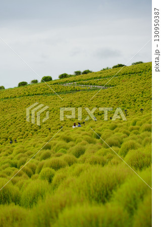 緑色のコキア　みはらしの丘 130950387