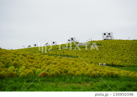 緑色のコキア みはらしの丘 緑色のコキア みはらしの丘 130950396