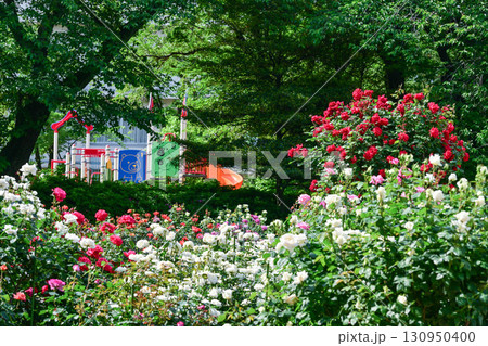 バラが見頃な金沢のバラ園 バラが見頃な金沢のバラ園 130950400