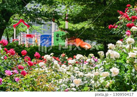 バラが見頃な金沢のバラ園 130950417