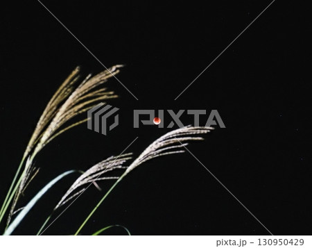 すすき越しの皆既月食（20250908023843） 130950429