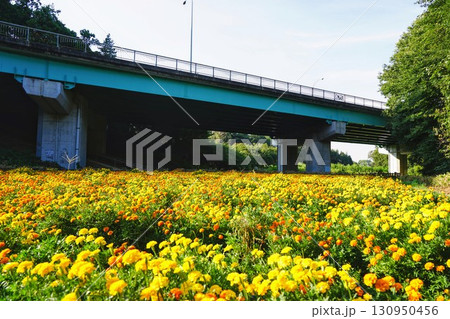 追分市民の森 130950456