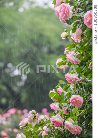 雨が降るバラが見頃な金沢のバラ園 130950509