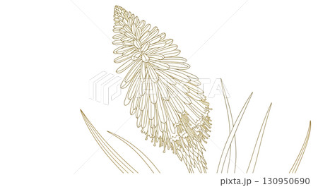 Elegant Line Art Red Hot Poker Plant Elegant Line Art Red Hot Poker Plant 130950690