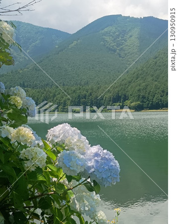 田貫湖と紫陽花 田貫湖と紫陽花 130950915