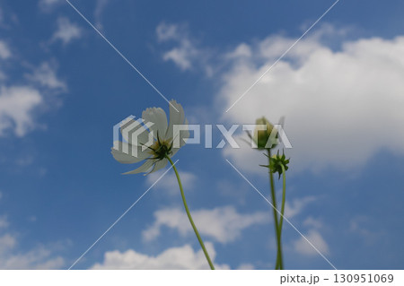 青空に映えるコスモス 130951069