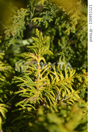 Golden Fernleaf Cypress Tetragona Aurea Golden Fernleaf Cypress Tetragona Aurea 130951121