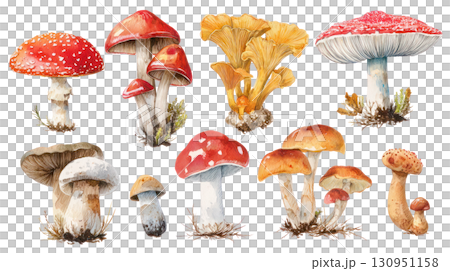 Colorful mushroom illustration featuring various species with distinct shapes and textures in a natural setting. Isolated on transparent background. PNG, cutout 130951158