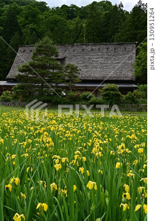 五箇山岩瀬家の春景色 五箇山岩瀬家の春景色 130951264