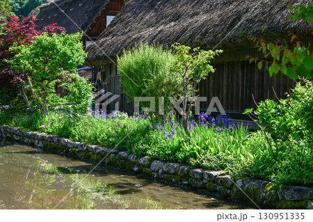 緑が美しい春の白川郷 130951335
