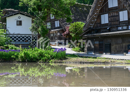 緑が美しい春の白川郷 緑が美しい春の白川郷 130951336