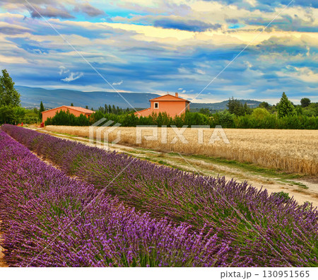 Summer Landscape with Wheat and Lavender field in Provence, southern France Summer Landscape with Wheat and Lavender field in Provence, southern France 130951565
