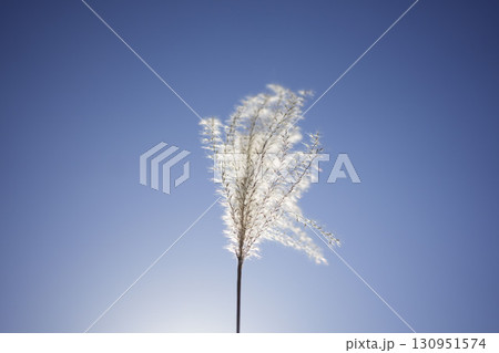 太陽に照らされるススキ1 130951574